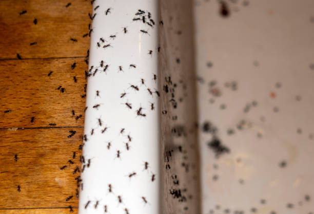 Best Local Pest Control Services  in Wona Lake, IN